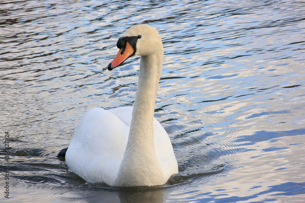 Naklejka premium swan on the water