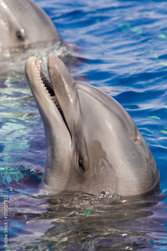 The yong Bottlenose dolphin is swimming in red sea