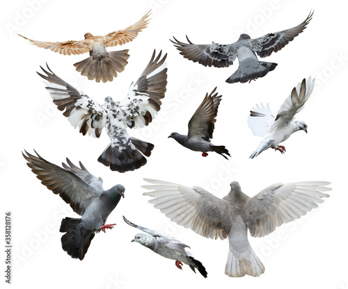 Set of pigeon in flight isolated on white background