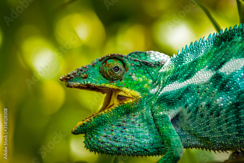 It s Furcifer  a genus of chameleons mostly endemic to Madagascar