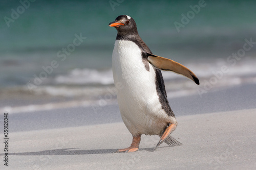 An adult Gentoo Penguin walking on a beach