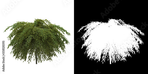 Front view of tree (Salix Rapens Var Nitida) png with alpha channel to cutout made with 3D render photo