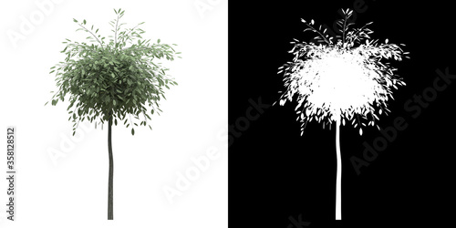 Front view of tree (Saliz Rapens Var Argentea) png with alpha channel to cutout made with 3D render photo