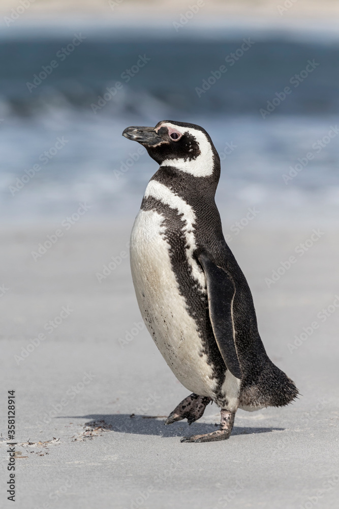 Obraz premium Magellanic Penguin walking on beach