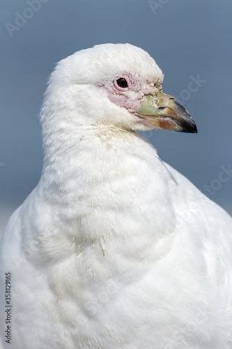 Pale faced Sheathbill portrait