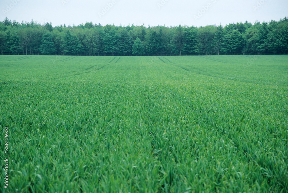 Field of growing winter wheat. Trees and hedgerow on horizon. blue sky. Field of growing winter wheat. Trees and hedgerow on horizon. blue sky.