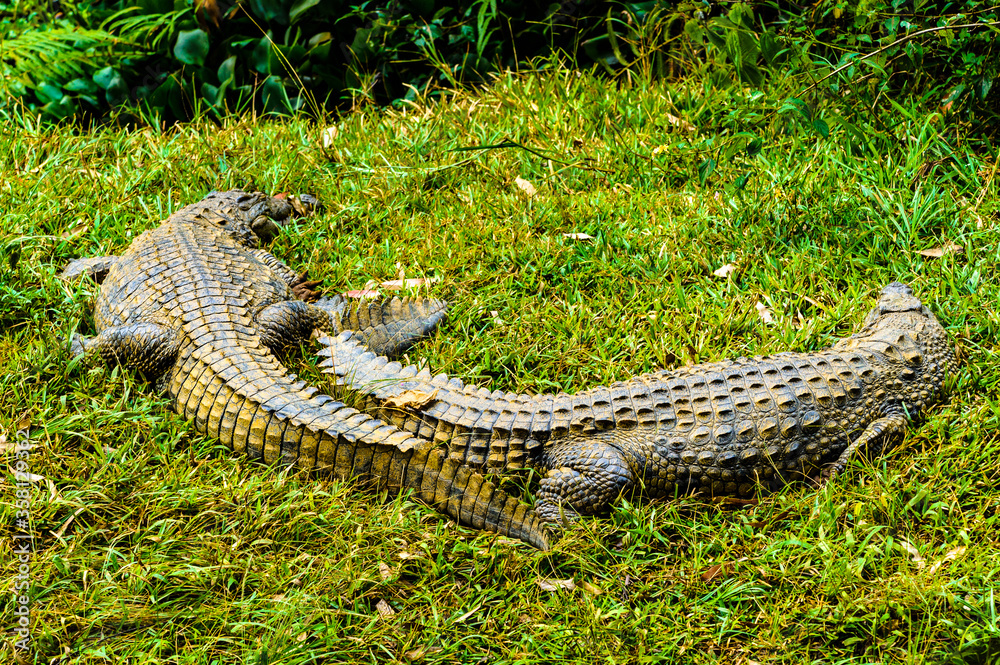 Fototapeta premium It's Nile crocodile (Crocodylus niloticus), Africa