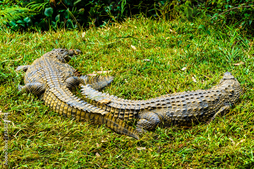 It s Nile crocodile  Crocodylus niloticus   Africa