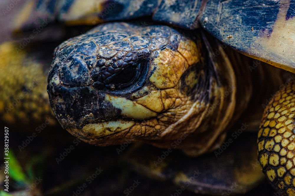 It's Radiated tortoise (Astrochelys radiata), Madagascar turtle It's Radiated tortoise (Astrochelys radiata), Madagascar turtle