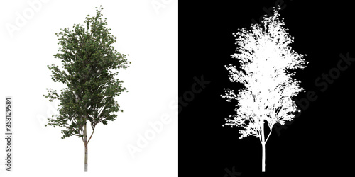 Front view of tree (Betula Albosinensis Fascination) png with alpha channel to cutout made with 3D render photo