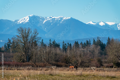 Olympic Mountains background with foreground grazing horses