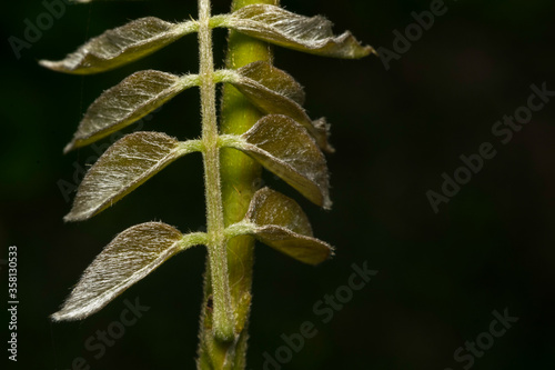 Close up of a growing symmetric small plant, with black background 