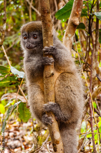 Lemurs in Madagascar © Anton Ivanov Photo