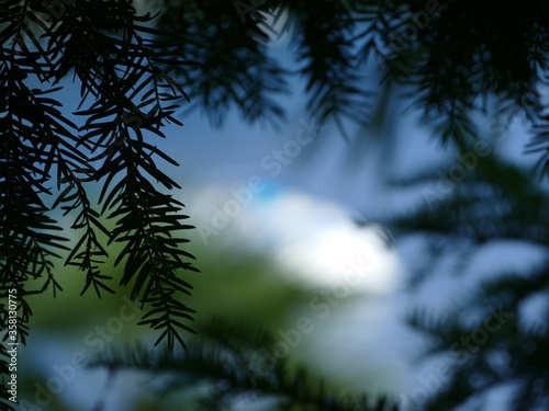Pine decoration