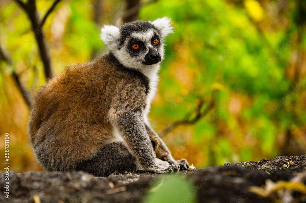 Obraz premium Lemurs in Madagascar