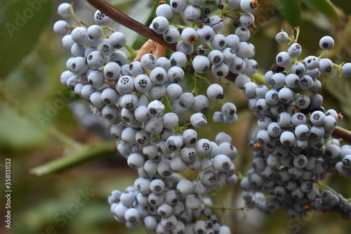 Wild Blueberries on the Bush