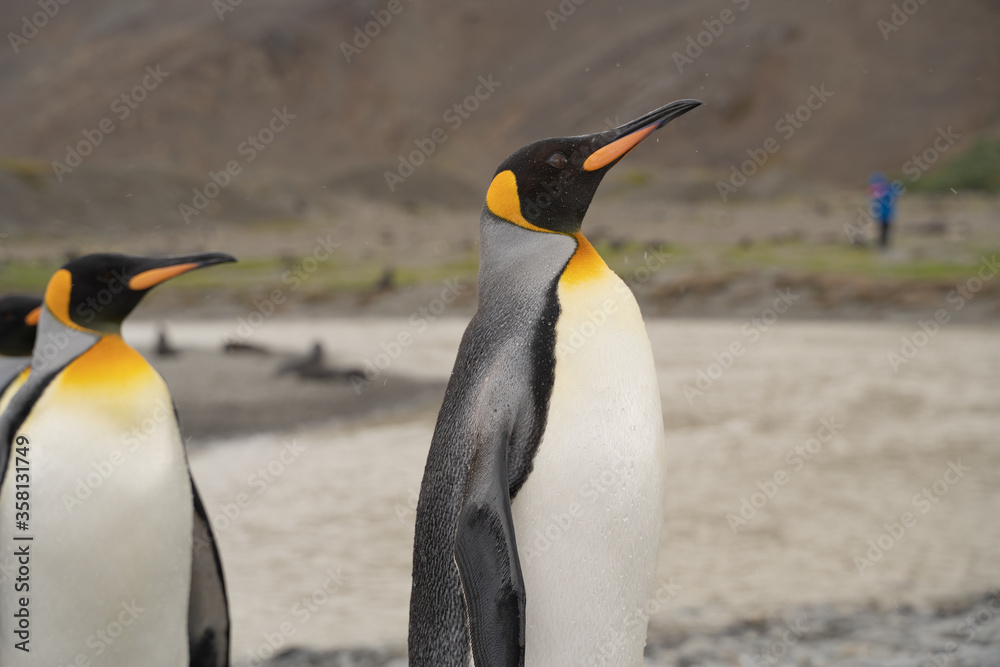 Fototapeta premium King penguin in Fortuna Bay, Antarctica.