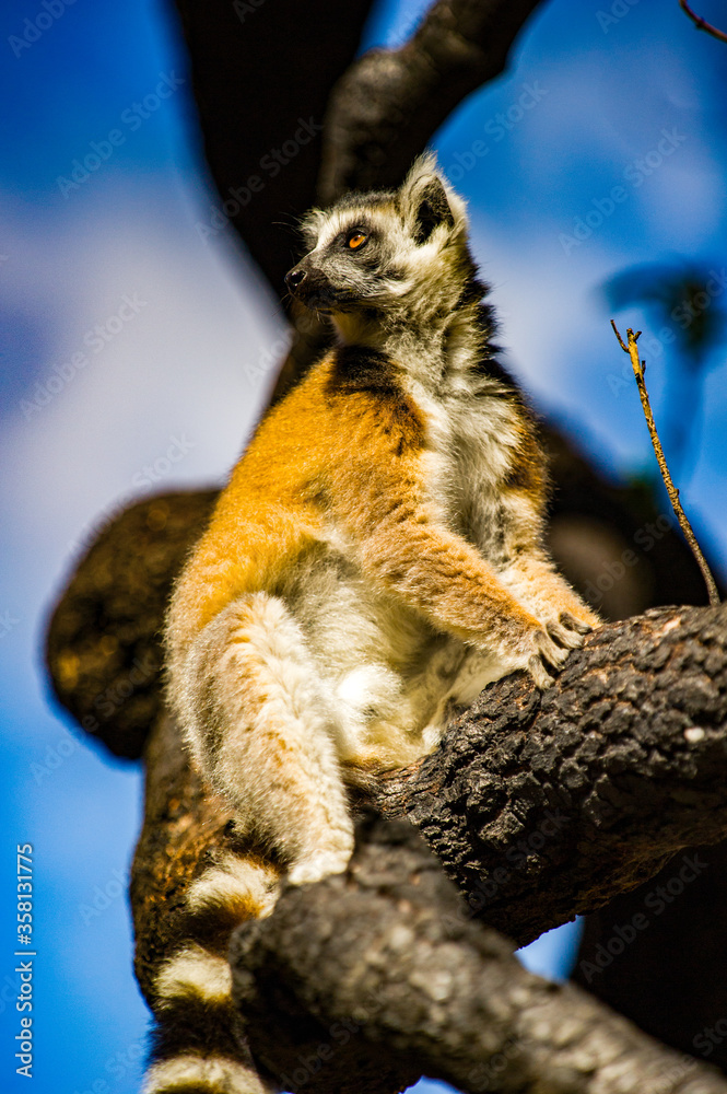 Lemurs in Madagascar