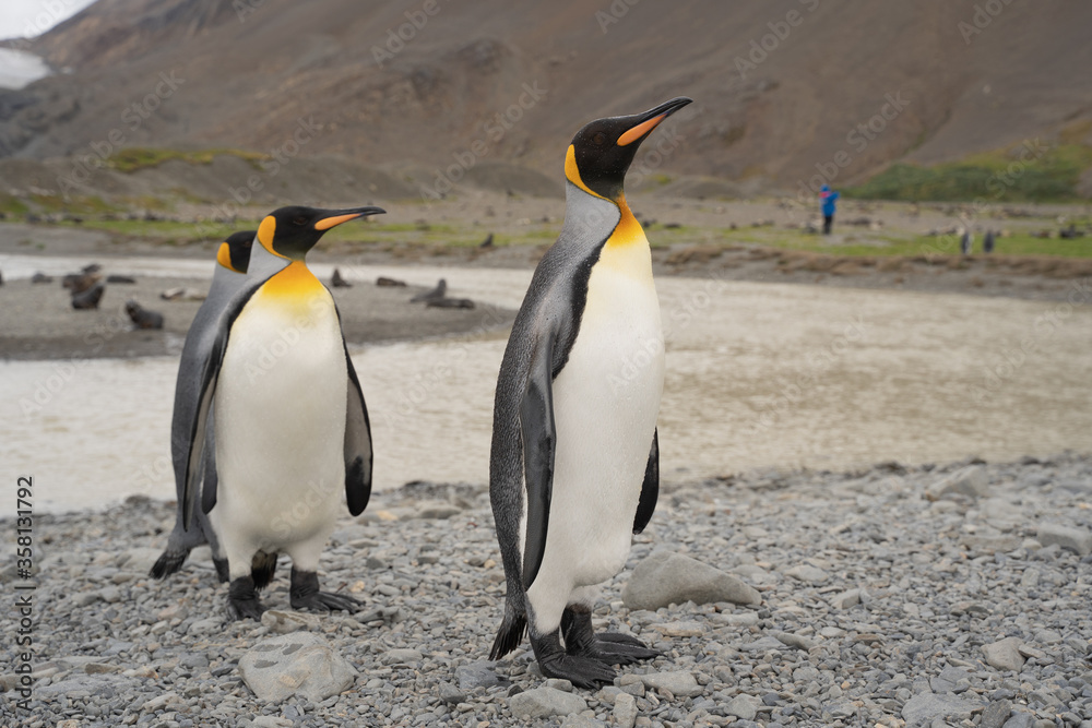 Obraz premium King penguins in Fortuna Bay, Antarctica.