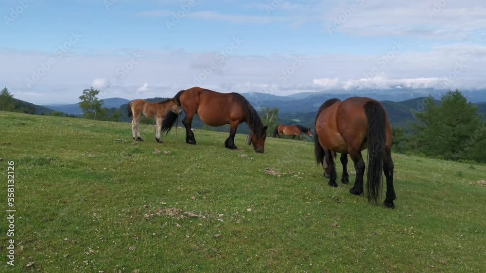 Horses grazing in the green meadows Horses grazing in the green meadows