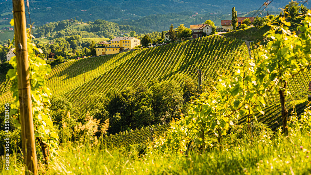 Beautiful landscape of Austrian vineyards in south Styria. Famous Tuscany like place to visit.