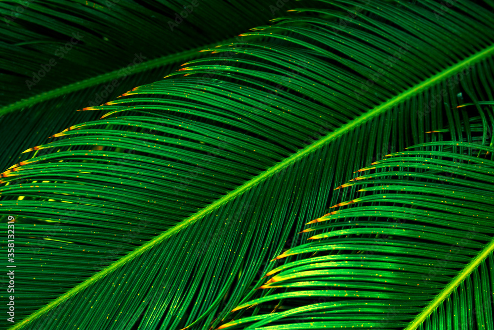 Beautiful pattern from dangling long green palm tree leaves in jungles. Tropical nature foliage background. Poster with copy space Beautiful pattern from dangling long green palm tree leaves in jungles. Tropical nature foliage background. Poster with copy space