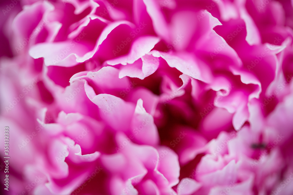 abstract background of pink petals