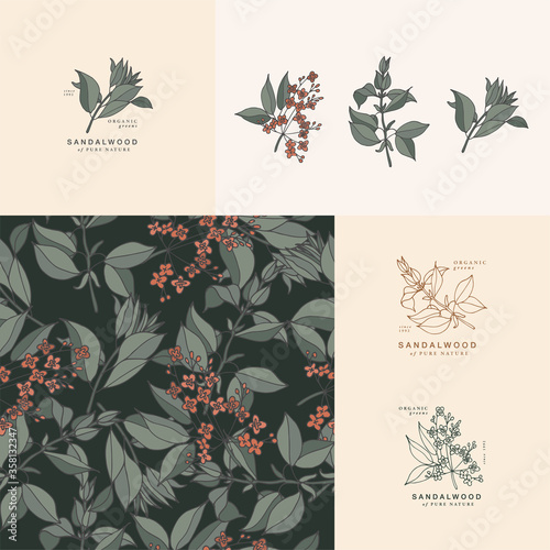 Vector illustration sandalwood branch - vintage engraved style. Logo composition in retro botanical style. Seamless pattern.