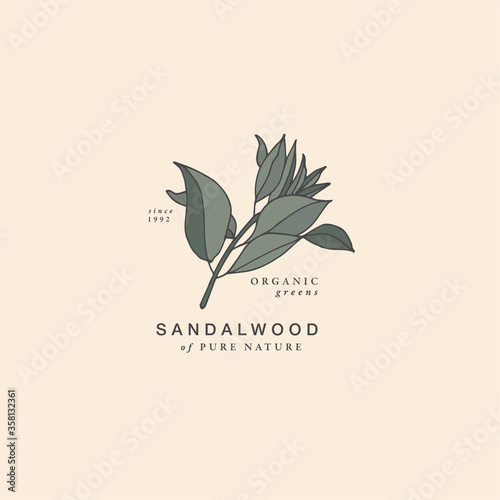 Vector illustration sandalwood branch - vintage engraved style. Logo composition in retro botanical style.