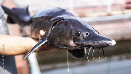 Beautiful big gray fish in the hands of a fisherman of a factory worker. Production and cultivation of sturgeons and beluga on the farm. Fishing theme