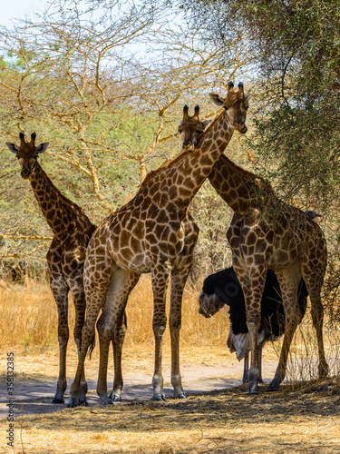 Animals in Senegal