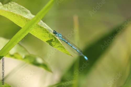 closeup blue dragonfly on a green leaf