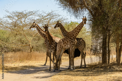 Fototapeta Naklejka Na Ścianę i Meble -  Animals in Senegal