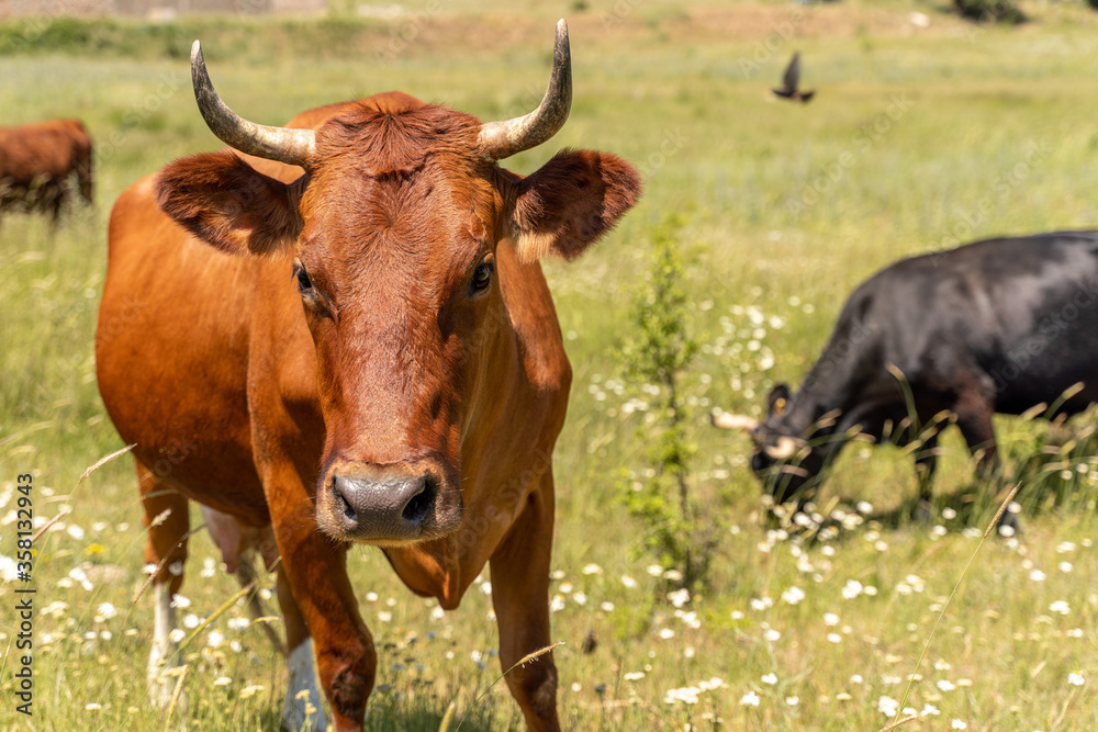 Portrait of a brown cow bull with horns on a green meadow with white flowers. The head looks straight, the dark eyes open. Year of the bull 2021. Agriculture and livestock, dairy products. Portrait of a brown cow bull with horns on a green meadow with white flowers. The head looks straight, the dark eyes open. Year of the bull 2021. Agriculture and livestock, dairy products.