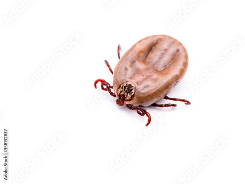 Lyme Disease Infected Tick Arachnid Filled With Blood Isolated on White. Encephalitis Virus or Borreliosis Infectious Dermacentor Parasite Macro.