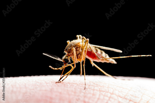 Zika, Leishmaniasis, Encephalitis, Yellow Fever, Dengue, Malaria Disease, Mayaro, EEEV or EEE Virus Infectious Culex Mosquito Parasite Insect Isolated on Black