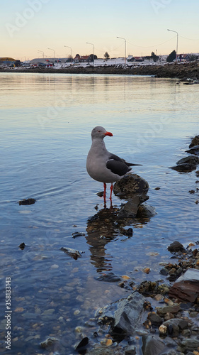 baiha de ushuaia gabiota
