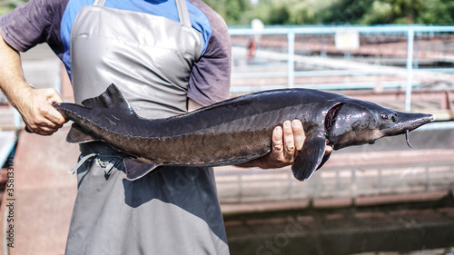 Beautiful big gray fish in the hands of a fisherman of a factory worker. Production and cultivation of sturgeons and beluga on the farm. Fishing theme