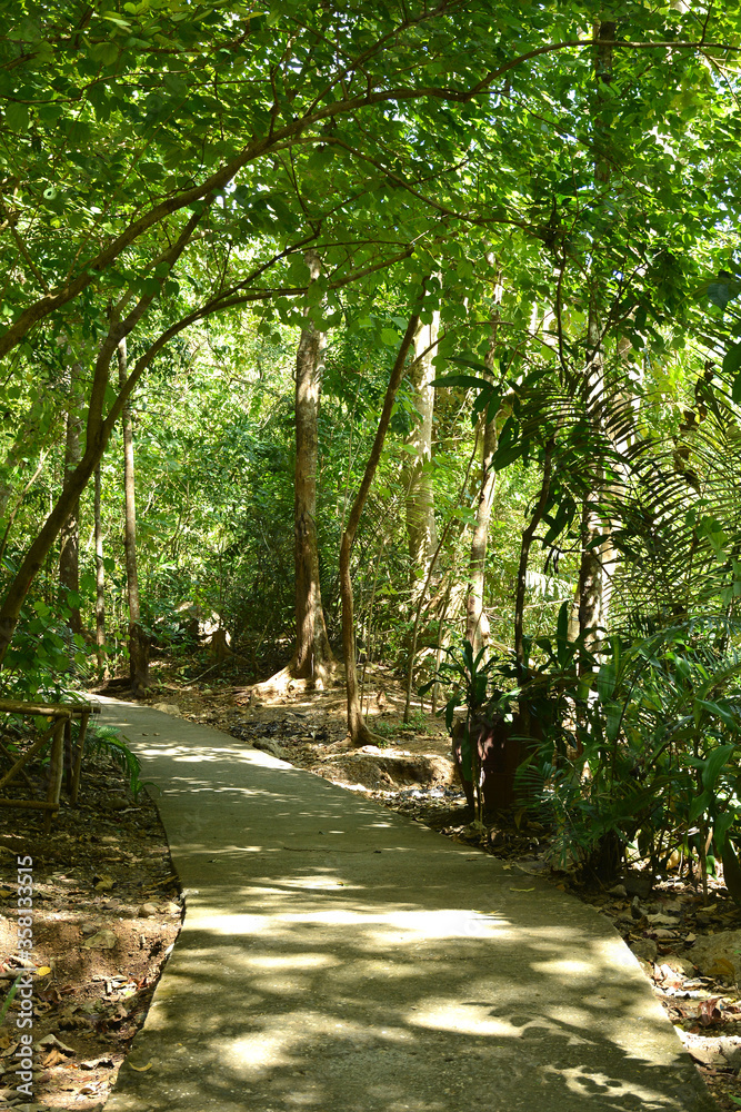 Daranak falls path way in Tanay, Rizal, Philippines Daranak falls path way in Tanay, Rizal, Philippines