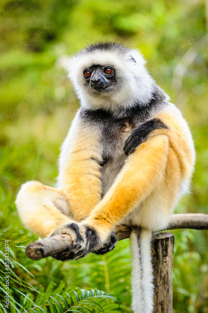Fototapeta premium Lemurs in Madagascar