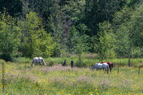 Horses grazing in high grass with forest background and foreground wild flowers.