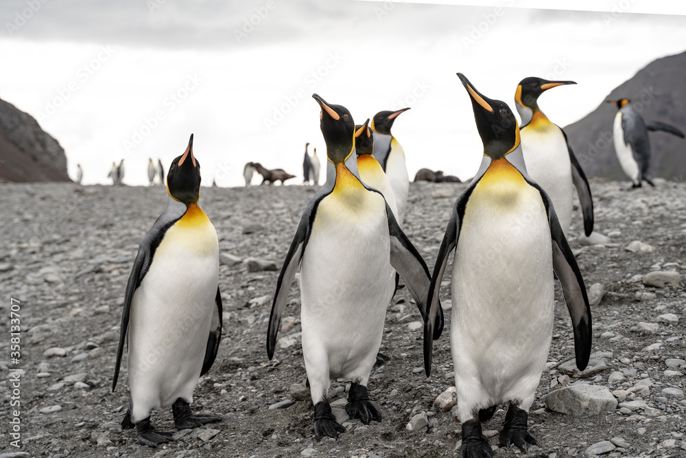 Obraz premium Group of king penguins in Fortuna Bay and South Georgia, Antarctica