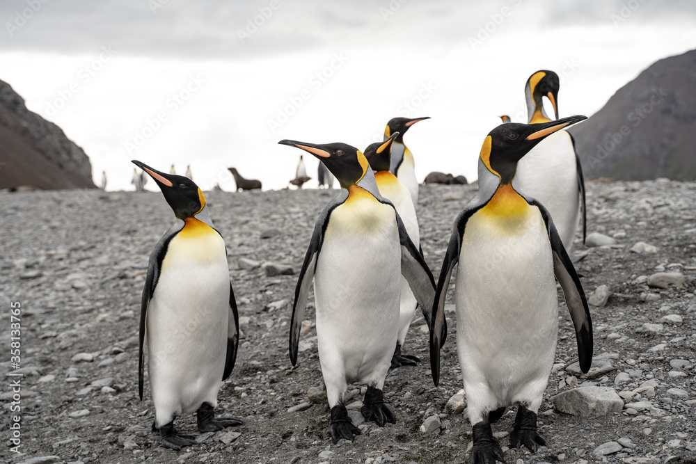 Fototapeta premium Group of king penguins in Fortuna Bay and South Georgia, Antarctica