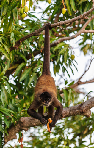 It's Geoffroy's spider monkey, Nikaragua photo