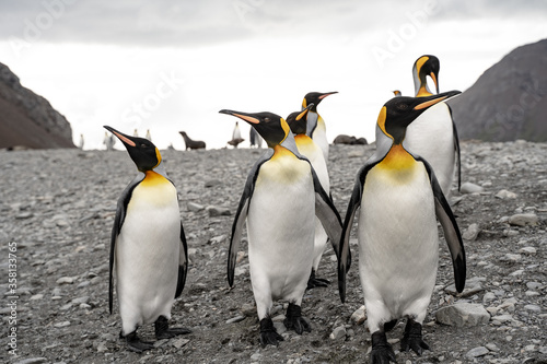 Group of king penguins in Fortuna Bay and South Georgia  Antarctica