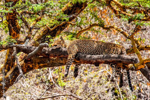 It s Leopard on the tree in Kenya