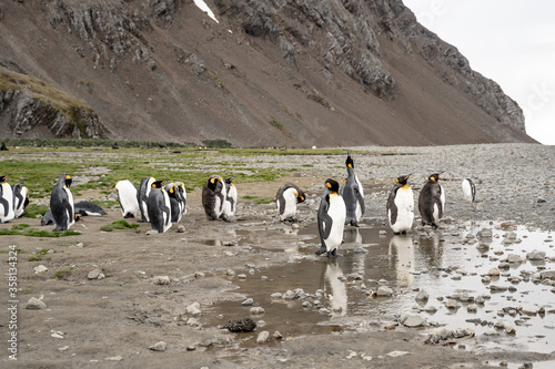 Group of king penguins in Fortuna Bay and South Georgia  Antarctica