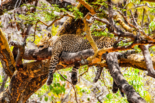 It s Leopard on the tree in Kenya