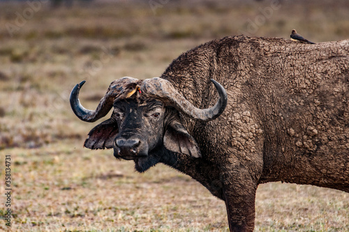 It s African buffalo in Kenya