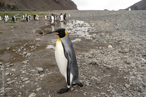 King penguin in Fortuna Bay and South Georgia  Antarctica